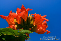 火焔木（カエンボク）の蕾とチューリップのような花