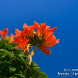 青空に枝を伸ばす炎の花-火焔木（カエンボク）