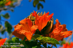 豪華な火焔木（カエンボク）の花