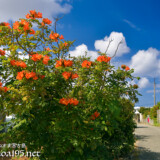 道端に咲く大輪の花-火焔木（カエンボク）
