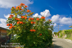 道端に咲く大輪の花-火焔木（カエンボク）