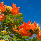 青空に映える豪華な花-火焔木（カエンボク）