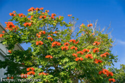 大木に咲き乱れる花-火焔木（カエンボク）