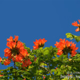 松明に灯る炎のような花-火焔木（カエンボク）