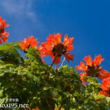 青空に向けて咲く大輪の花-火焔木（カエンボク）