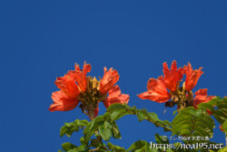 青空に向けて咲く大輪の花-火焔木（カエンボク）