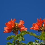 青空に向けて咲く大輪の花-火焔木（カエンボク）
