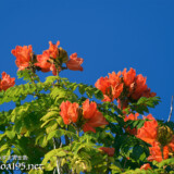 青空に向けて咲く大輪の花-火焔木（カエンボク）