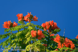 青空に向けて咲く大輪の花-火焔木（カエンボク）
