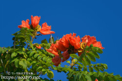 青空に映える豪華な花-火焔木（カエンボク）