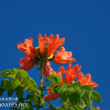 青空に映える大輪の花-火焔木（カエンボク）