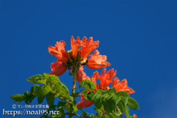 青空に映える大輪の花-火焔木（カエンボク）