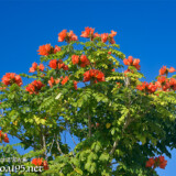 松明のように灯る炎の花-火焔木（カエンボク）