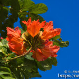 青空に向けて枝を伸ばす花-火焔木（カエンボク）
