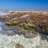 海上の花畑とタイドプール-大潮のサンゴ礁