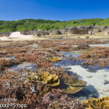 海上の花畑とタイドプール-大潮のサンゴ礁