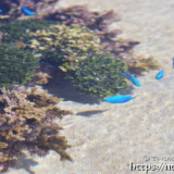 目の前を泳ぐルリスズメダイ-大潮のサンゴ礁