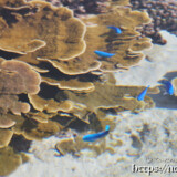 目の前を泳ぐルリスズメダイ-大潮のサンゴ礁