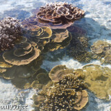 海上に現れた花畑-大潮のサンゴ礁