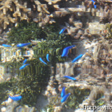 海面すれすれで泳ぐルリスズメダイ-大潮のサンゴ礁