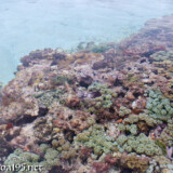 花畑のようなソフトコーラル-大潮のサンゴ礁