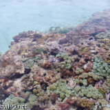 花畑のようなソフトコーラル-大潮のサンゴ礁