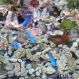 花畑のようなサンゴとルリスズメダイ-大潮のサンゴ礁