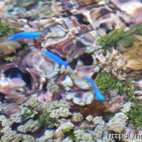 花畑のようなサンゴとルリスズメダイ-大潮のサンゴ礁