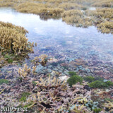 海上のエダサンゴと花畑のようなソフトコーラル