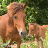 面倒見のいい先輩馬と仔馬のあみちゃん