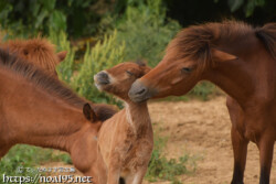 幸せそうな仔馬のあみちゃんとヒナ母さん