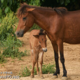 仔馬のあみちゃんに寄り添うヒナ母さん