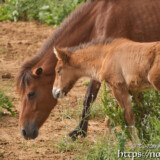 仔馬のあみちゃんとヒナ母さん