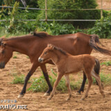 お母さんと一緒に歩く仔馬のあみちゃん
