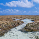 海上のサンゴ礁とタイドプール-大潮のサンゴ礁