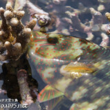 サンゴに乗り上げた魚-大潮のサンゴ礁