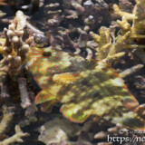 サンゴに乗り上げた魚-大潮のサンゴ礁