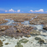 海上のサンゴ礁とタイドプール-大潮のサンゴ礁