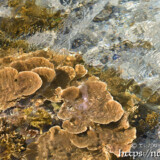 海上に顔を出したサンゴ-大潮のサンゴ礁