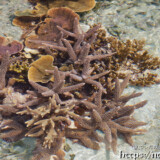 海上に出たエダサンゴ-大潮のサンゴ礁