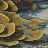 目の前を泳ぐルリスズメダイ-大潮のサンゴ礁
