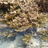 海上に顔を出したサンゴ-大潮のサンゴ礁