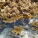 海上に顔を出したエダサンゴ-大潮のサンゴ礁