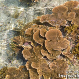 海上に顔を出したサンゴ-大潮のサンゴ礁