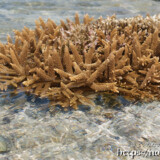 海上に顔を出したエダサンゴ-大潮のサンゴ礁