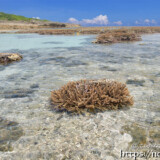 海上のエダサンゴとタイドプール-大潮のサンゴ礁