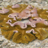 得体の知れないソフトコーラル-大潮のサンゴ礁