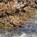 海上に現れた花畑-大潮のサンゴ礁