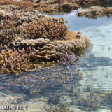 海上に現れた花畑-大潮のサンゴ礁