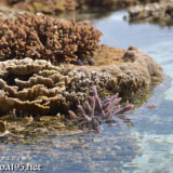 海上に顔を出したサンゴ-大潮のサンゴ礁